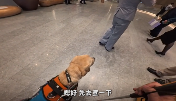 金鼎配资 盲女带导盲犬入住全季酒店遭拒, 前台都快哭了也没用! 酒店正式道歉